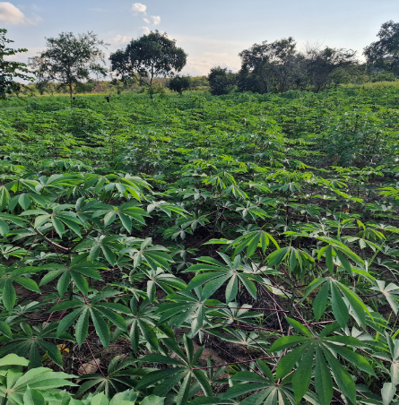 Préparation du manioc